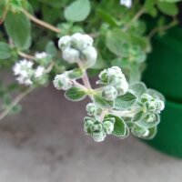 Origan de Syrie Zatar (Origanum syriacum) bio semences