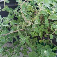 Origan de Syrie Zatar (Origanum syriacum) bio semences