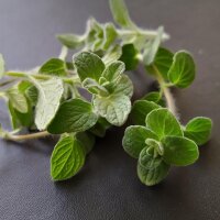 Origan de Syrie Zatar (Origanum syriacum) bio semences