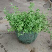 Origan de Syrie Zatar (Origanum syriacum) bio semences
