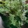 Origan de Syrie Zatar (Origanum syriacum) bio semences
