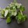 Origan de Syrie Zatar (Origanum syriacum) bio semences