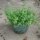 Origan de Syrie Zatar (Origanum syriacum) bio semences