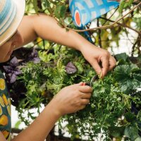Temps magique - Calendrier de lAvent des semences bio - Bonheur du jardinage urbain