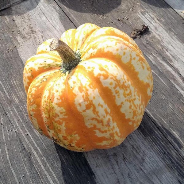 Courge-gland Gills Golden Pippina (Cucurbita pepo) graines