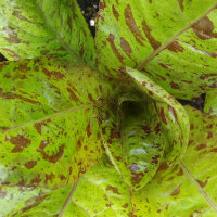 Laitue romaine Forellenschluss (Lactuca sativa) Bio semences