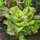 Laitue romaine Forellenschluss (Lactuca sativa) Bio semences