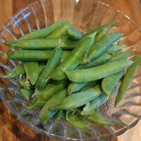 Pois nain Merveille de Kelvedon (Pisum sativum) bio semences