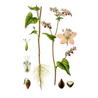 Sarrasin commun (Fagopyrum esculentum) bio semences