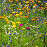 Mélange de fleurs sauvages (10 g pour une surface...