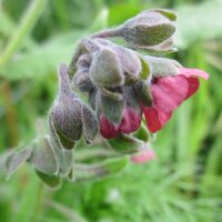 Mélange de fleurs sauvages (10 g pour une surface...