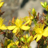 Mélange de fleurs sauvages (10 g pour une surface denviron 5 m²) bio