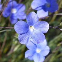 Mélange de fleurs sauvages (10 g pour une surface denviron 5 m²) bio