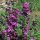 Mélange de fleurs sauvages (10 g pour une surface denviron 5 m²) bio