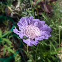 Lavande Caucase Scabieuse (Scabiosa caucasica) biologique...