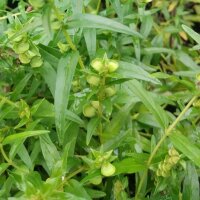 Scutellaire du Baïkal / Scutellaire de Chine (Scutellaria baicalensis)