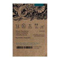 Scutellaire du Baïkal / Scutellaire de Chine (Scutellaria baicalensis)