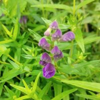 Scutellaire du Baïkal / Scutellaire de Chine (Scutellaria baicalensis)