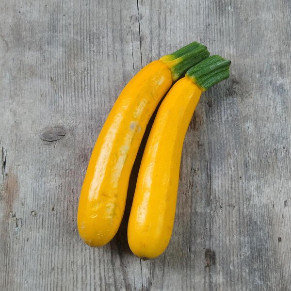 Courgettes  Goldena (Cucurbita pepo) graines