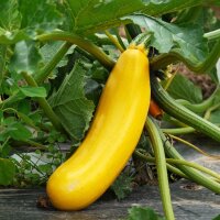 Courgettes  Goldena (Cucurbita pepo) graines