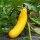 Courgettes  Goldena (Cucurbita pepo) graines