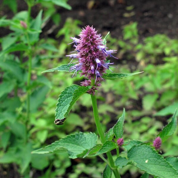 Agastache / Anisysop / Ortie anisée  (Agastache foeniculum) bio semences