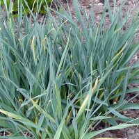 Ail des ours (Allium ursinum) bio semences