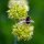 Ail des ours (Allium ursinum) bio semences