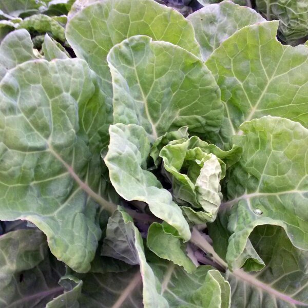 Chou frisée Butterkohl Tronchuda (Brassica oleracea convar. capitata) bio semences