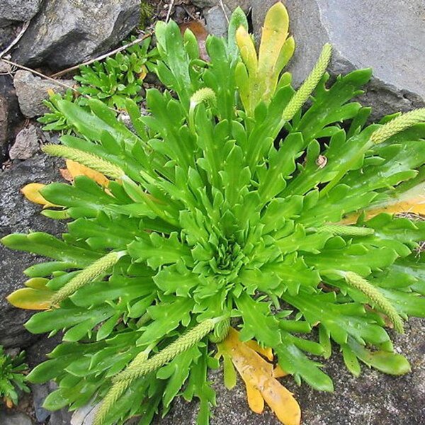 Pied de corbeau (Plantago coronopus) bio semences