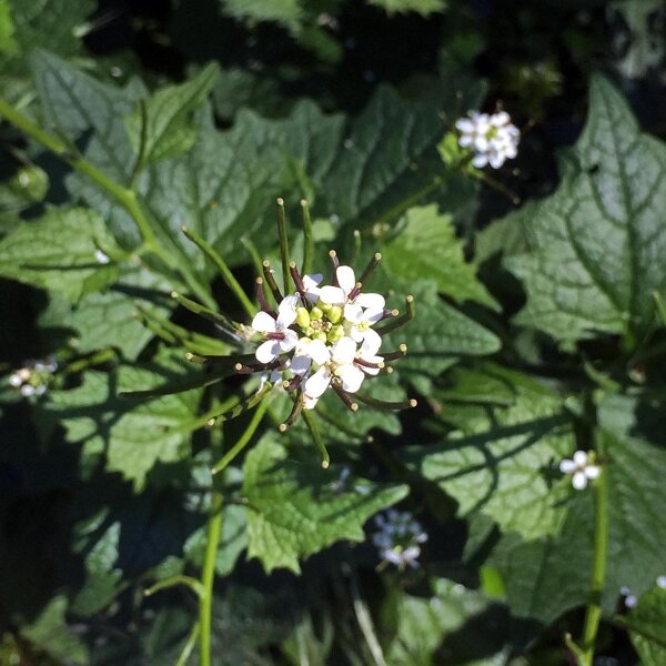 Herbe à ail (Alliaria petiolata) bio semences