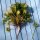 Herbe à ail (Alliaria petiolata) bio semences