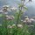 Leupatoire chanvrine (Eupatorium cannabinum) Bio semences