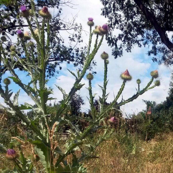 Chardon aux ânes (Onopordum acanthium) semences