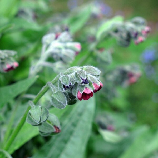 Langue de chien / Cynoglosse officinale (Cynoglossum officinale) bio semences