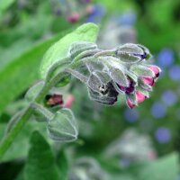 Langue de chien / Cynoglosse officinale (Cynoglossum officinale) bio semences