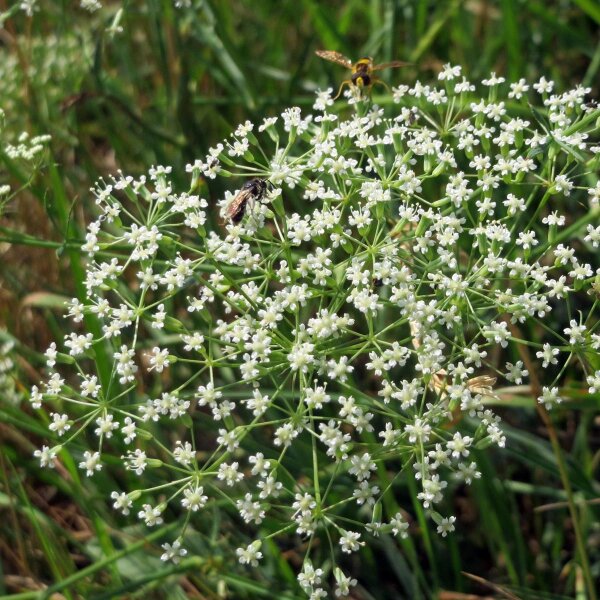Falcaire commune (Falcaria vulgaris) bio semences