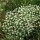 Falcaire commune (Falcaria vulgaris) bio semences