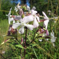 Saponaire (Saponaria officinalis) Bio semences