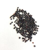 Saponaire (Saponaria officinalis) Bio semences
