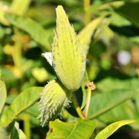 Asclépiade tubéreuse (Asclepias tuberosa)...