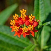 Asclépiade tubéreuse (Asclepias tuberosa)...