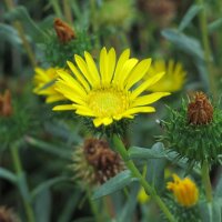 Grindelia (Grindelia robusta) graines