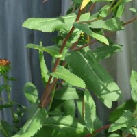 Grindelia (Grindelia robusta) graines