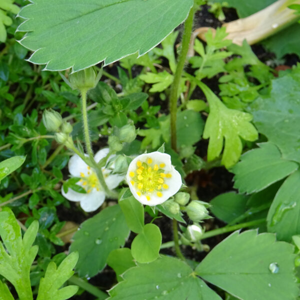 Fraise écarlate (Fragaria virginiana) graines