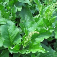 Herbe du bon Henri (Chenopodium bonus-henricus) Bio semences