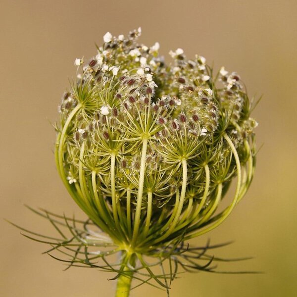 Carotte sauvage (Daucus carota ssp. carota) Bio semences