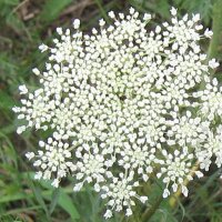 Carotte sauvage (Daucus carota ssp. carota) Bio semences