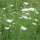 Carotte sauvage (Daucus carota ssp. carota) Bio semences