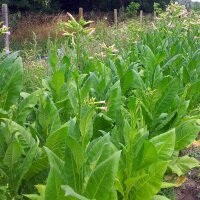 Tabac Badischer Geudertheimer (Nicotiana tabacum) Bio...